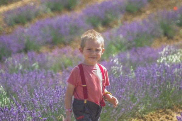 fleurs-agriculture-lavandes-fleurileges-des-collines