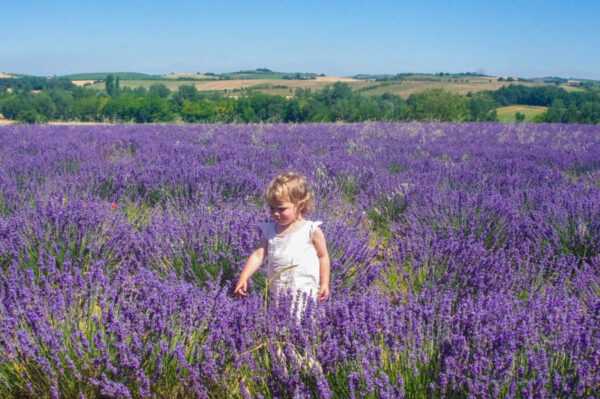 fleurs-lavandes-fleurileges-des-collines